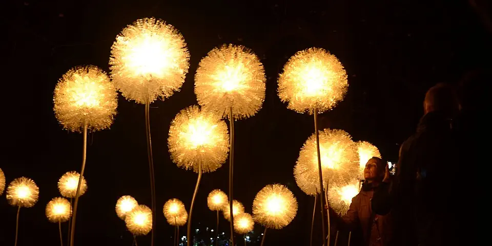 Art exhibit at glow festival. Glowing dandelions at night being admired by visitors