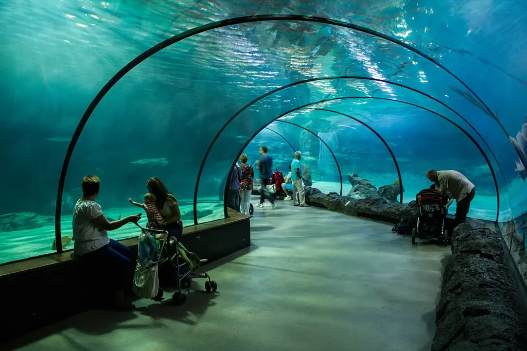 inside the aquarium tunnel at blijdorp